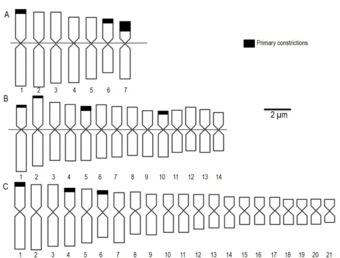 Figure 2:  Ideograms from the genotypes analyzed in the present study. Representative Parental parental pearl millet  (2n = 2x = 14) (A) and Napier grass (2n = 4x = 28) (B) and triploid interspecific hybrid (2n = 3x = 21) (C).