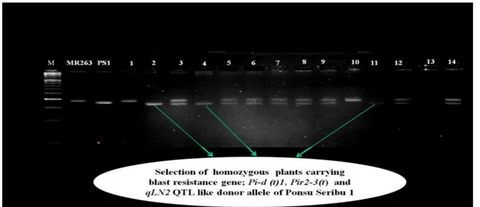 Figure 2: Selection of homozygous plants carrying blast resistant gene same as donor allele of Pongsu Seribu 1 (PS1)  at BC 2 F 2 population using gene linked marker RM263.