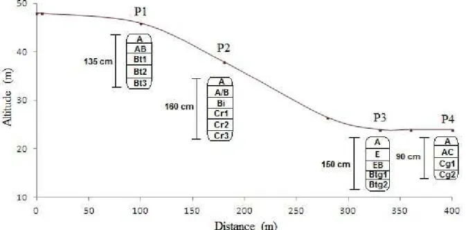 Figure 1:  Schematic representation of topographic location of the study profiles.