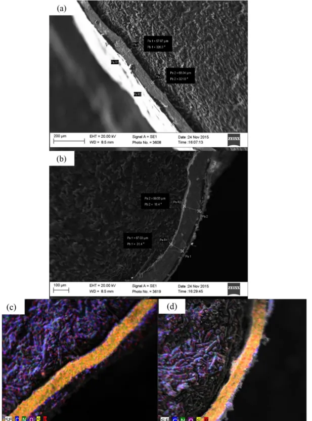 Figure 1: Electron micrograph which characterizes the thickness of the coating of urea S 0  – Polyblen Extend ® : - 67- 67-68 µm (a) Polyblen Montanha ® : 87 to 99 µm (b) and their respective EDS for carbon (C), nitrogen (N), oxygen (O),  phosphorus (P) an