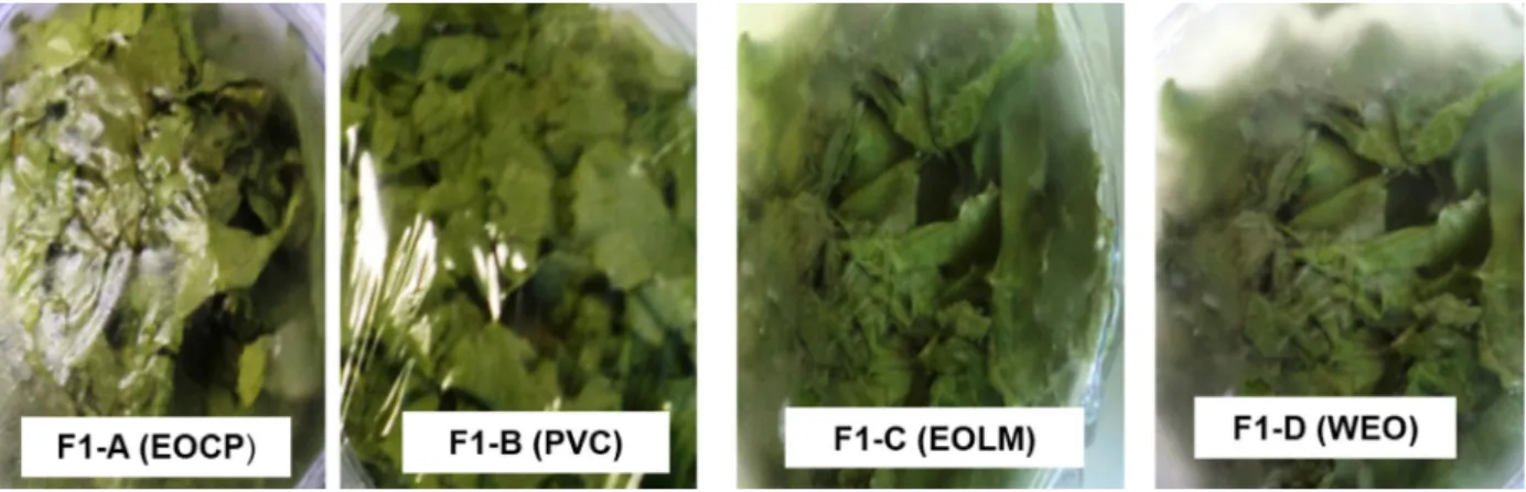 Figure 1: The appearance of the minimally processed lettuce leaves after 8 days of storage in films with essential  oil of copaiba (EOCP): F1-A; in PVC films: F1-B; in films with essential oil of lemongrass (EOLM): F1-C; and in films  without essential oil