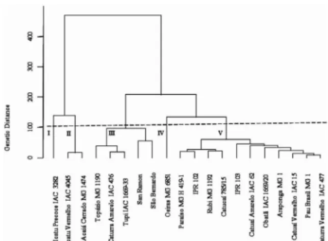 Figure  1  –  Genetic  dissimilarity  among  20  cultivars  of arabica coffee grown in nutrient solution with low  potassium  (1.5  mmol  L -1 )