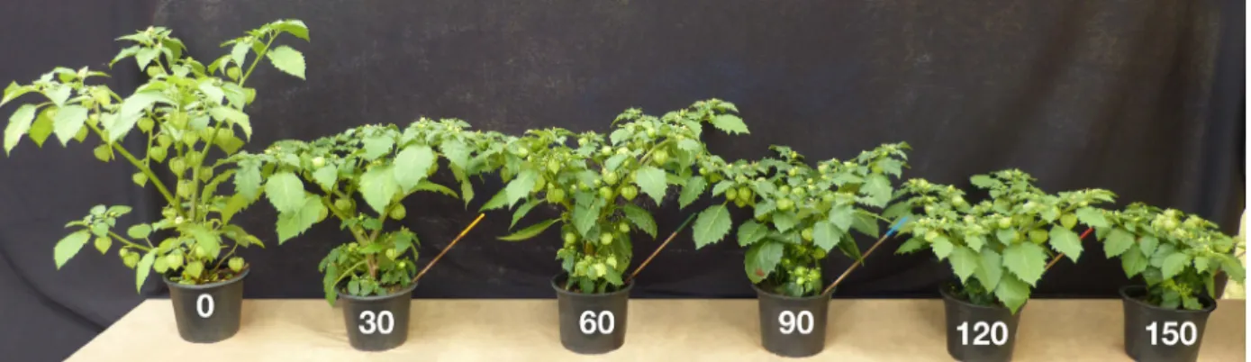 Figure 1: Effects of concentrations of 0, 30, 60, 90, 120 and 150 mg a.i L -1  of Paclobutrazol (PBZ) applied via foliar  spray, one single time, to physalis plants (Physalis angulata L.).