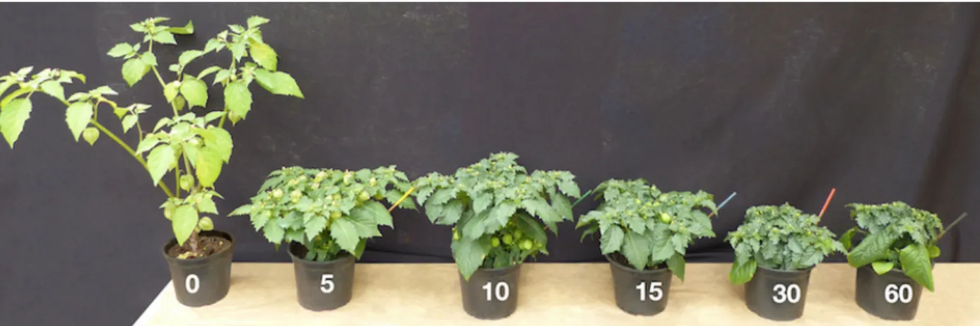 Figure 4: Effects of concentrations of 0, 5, 10, 15, 30 and 60 mg a.i L -1  de Paclobutrazol (PBZ) applied via substrate,  one single time to physalis plants (Physalis angulata L.).