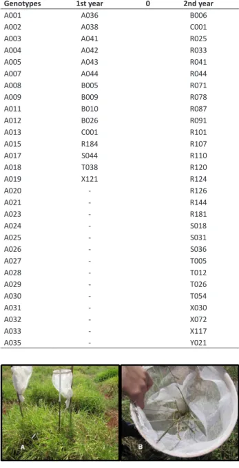 Table 1.  Genotypes evaluated during the first and the second  years of production