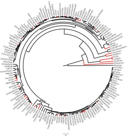 Figure 1. UPGMA dendrogram based on polymorphisms of 11 SSR loci in 152 apple accessions