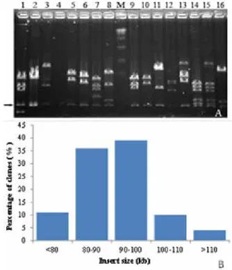 Figure 2. Evaluation of insert size of BAC clones (A) and distribution  of BAC clone insert sizes (B)