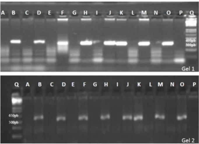 Figure 1. Molecular profile of parents and controls for the markers  RYSC3 (Gel 1) and M45 (Gel 2), in 1% agarose gel