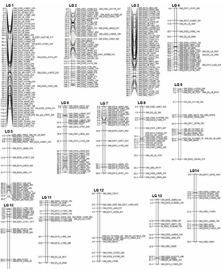 Figure 1 . A framework version of the ‘UFRGS 01B7114-1-3’ x ‘UFRGS 006013-1’ linkage map derived from single nucleotide polymorphism (SNP)  markers.