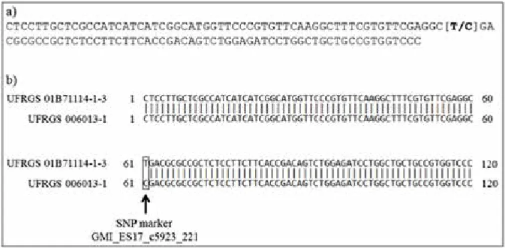Figure 2. Identification of the SNP marker GMI_ES17_c5923_221 in hexaploid oat. a) The nucleotide sequence of the parental lines demonstrates  that the SNP marker GMI_ES17_c5923_221 involves the replacement of a pyrimidine with other pyrimidine [T/C]