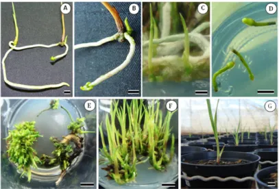 Figure 1. Different stages of protocorm-like body (PLB) development from intact root tip (A, B, C) of Cyrtopodium paludicolum culti- culti-vated in Knudson medium without plant growth regulators, and from segmented root tip culticulti-vated in Knudson medi