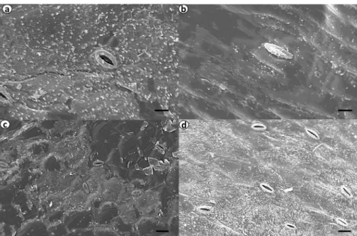 Figure 3. Scanning electron micrographs of the epidermis of the adaxial face of leaves of genotypes of Anthurium spp., showing the  different types of wax