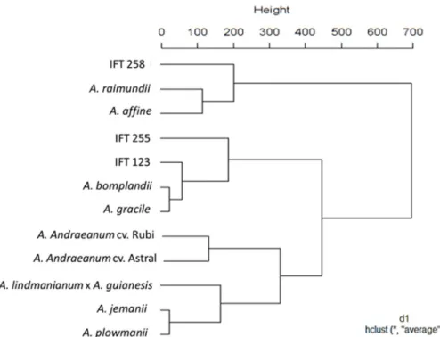 Figure 4. Dendrogram obtained considering the mean Euclidean distance in the similarity analysis of anatomical features and DNA  content of the different genotypes