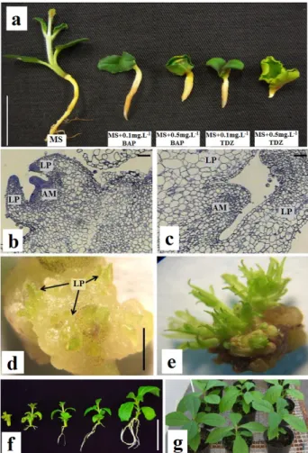 Figure 1.  Organogenesis of  Tectona grandis . (a) Effects of BAP  and TDZ at 20 days after germination (Bar = 1 cm); (b-c) Indirect  organogenesis in adventitious buds from hypocotyls by  histologi-cal analysis (LP = leaf primordia, AM = apihistologi-cal 