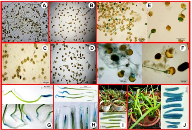 Table 1. Development of putative transgenic pollen and seedlings by incubation of Agrobacterium tumefaciens for T