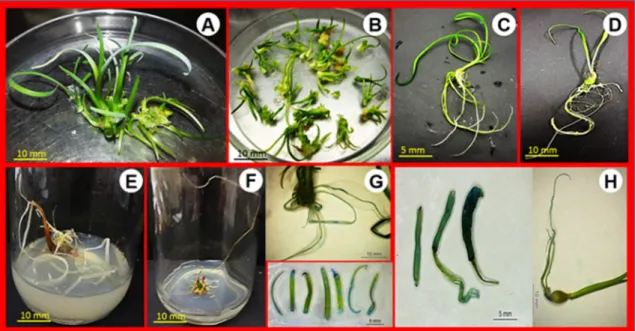 Figure 2. In vitro regeneration and GUS-positive expression of T. violacea and A. nelsonii