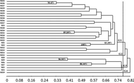 Figure 4.  Binary data dendrogram of AFLP based on the similarity coefficient of Jaccard (x-axis) for the Brazil nut population of Manaus  (accessions MI 1-30) by the UPGMA method; the values in clusters are the highest bootstrap results (resampling 5.000)