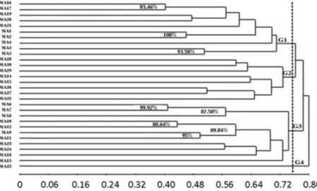 Figure 5.  Binary data dendrogram of AFLP based on the similarity coefficient of Jaccard (x-axis) for the Brazil nut population of  Parintins (accessions P 1-30) by the UPGMA method; the values in clusters are the highest bootstrap results (resampling 5.00