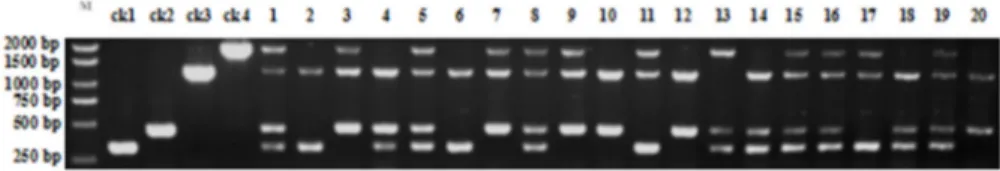 Table 2. The detection results for the multiplex PCR system for 49 rice varieties. “+” indicates the positive detection of the wide-com - -patibility allele  S5-n  or the erect panicle allele  dep1,  “-” indicates otherwise