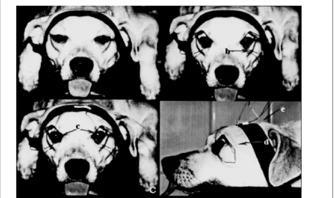 Figure 3 - Photographic image of a dog submitted to electroretinography. In A, one can see the fixation of head on the support with a velcro (a)
