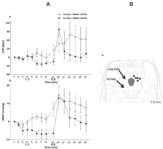 Fig. 6. Eﬀect of repeated injections of NMDA into the l/dlPAG on the increase in MAP and HR evoked by the activation of this region