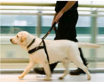Figura 10 - Cão guia 