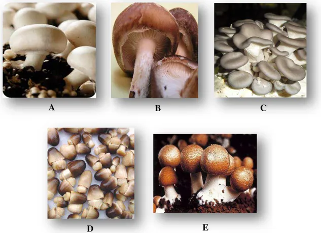 FIGURA 1: Cogumelos comestíveis mais conhecidos no Brasil. A: Agaricus bisporus, B: Lentinula edodes, C: 
