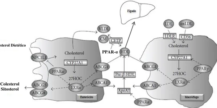 FIGURA 11: PPARs e transporte reverso do colesterol. ABC: Transportadores ATP - binding cassette subfamily  G