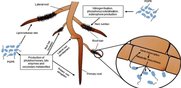 Figura 2: Fitoestimulação e nutrição das bactérias promotoras de crescimento vegetal na  raiz de planta