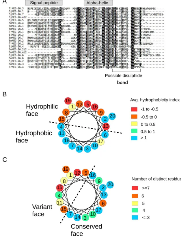 Fig 4. Analysis of the protein sequence of MEG-26 family numbers. A) Multiple alignment of the MEG-26 families from S.