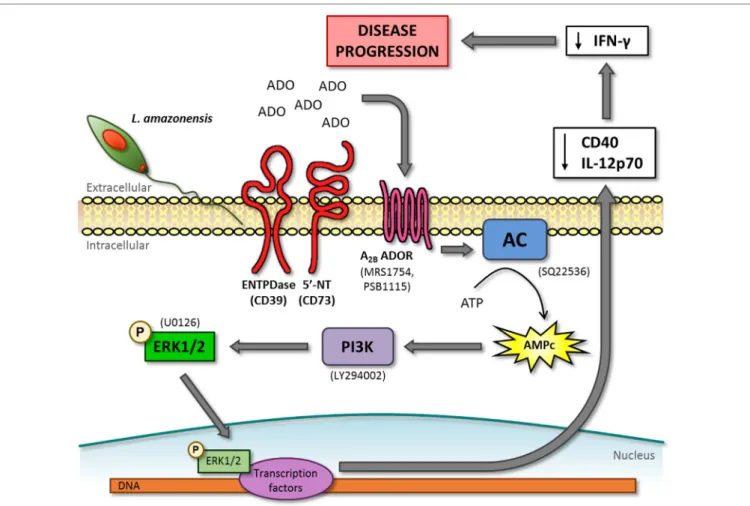 FigUre 7 | cAMP-phosphoinositide 3-kinase (PI3K)–extracellular signal-regulated protein kinases 1/2 (ERK1/2) pathway activated by the adenosine A 2B  receptor is  important to dendritic cell inhibition and lesion development in mice infected by L