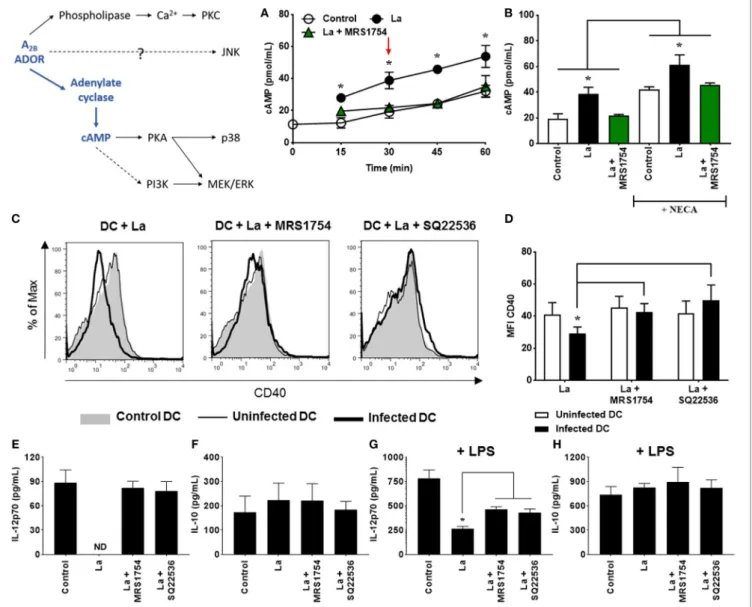 FigUre 1 | Leishmania amazonensis infection increases cAMP production by dendritic cells (DC), that is involved in the decrease of CD40 expression and IL-12p70  production