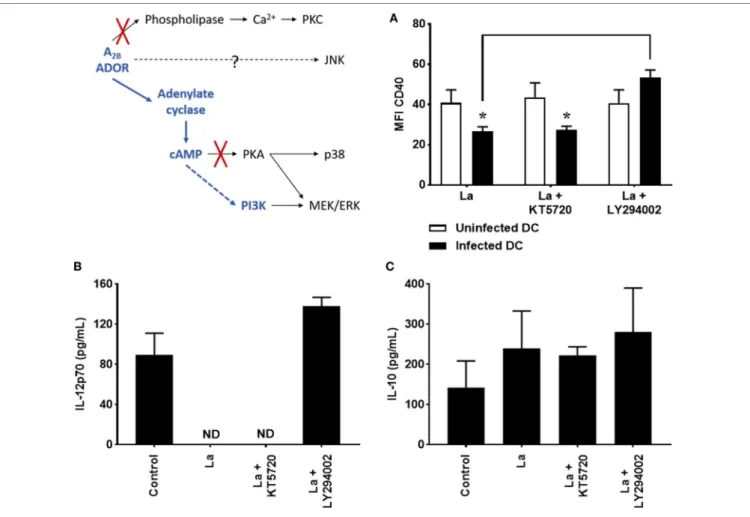 FigUre 2 | Decrease of CD40 expression and IL-12p70 production by Leishmania amazonensis-infected dendritic cell (DC) is dependent on phosphoinositide  3-kinase (PI3K)