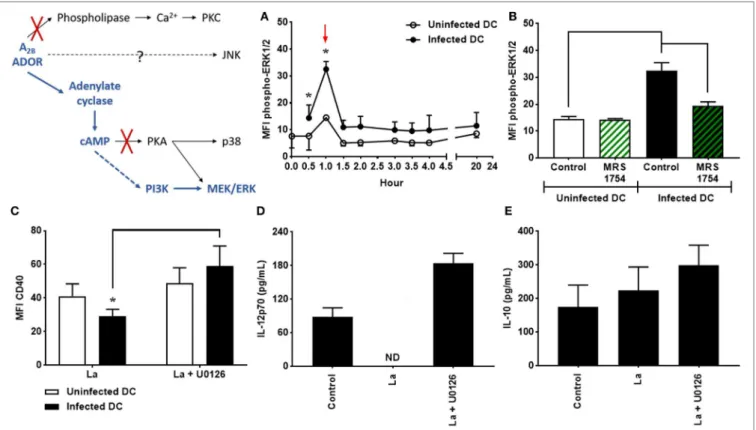 FigUre 3 | Extracellular signal-regulated protein kinases 1/2 (ERK1/2) is involved in the decrease of CD40 expression and IL-12p70 production by Leishmania  amazonensis-infected dendritic cells (DC)