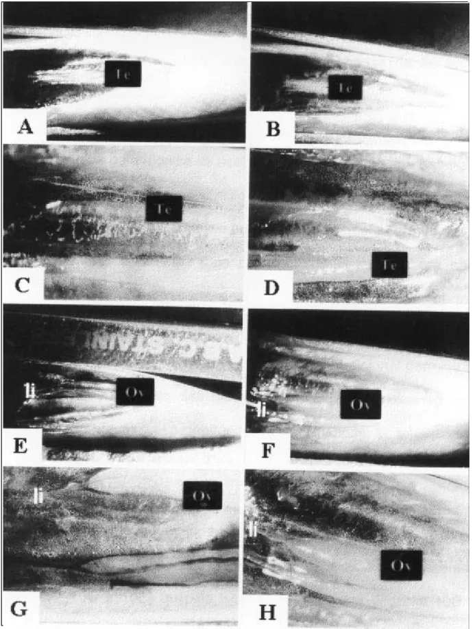 Figure 1 - Macroscopic examination of the testes (A,B,C and D) and ovaries (E, F, G and H) using magnifications of either 6x (A, B, E and  F) or 15 x (C, D, G and H), adding (B, D, F and H) or not ( A, C, E and G) Bouin’s solution