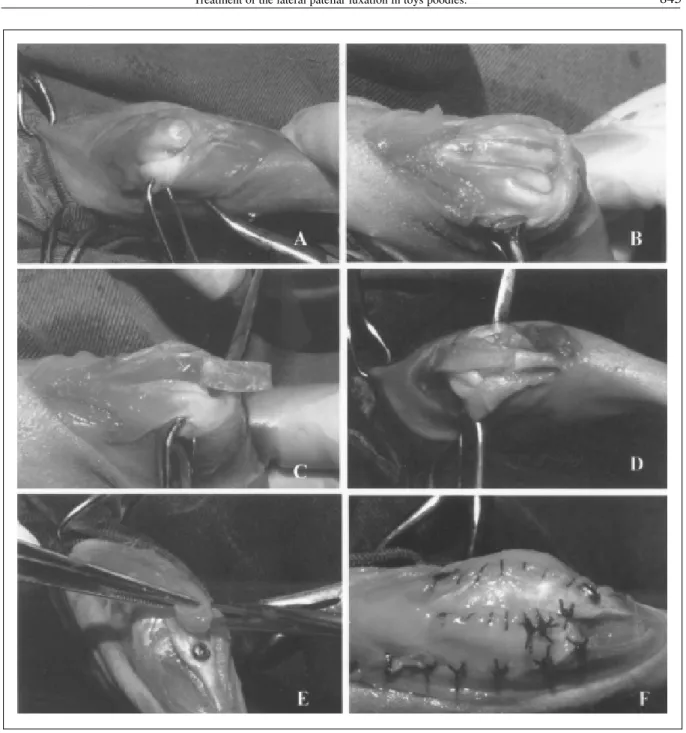 Figure 1 - Photographic image of the surgical procedure for the correction of lateral patellar luxation