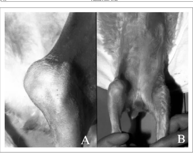Figure 2 - Photographic images of the animal with bilaterally lateral patellar luxation grade IV