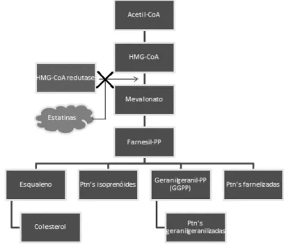 Figura 1. Ação das Estatinas na via do mevalonato.  