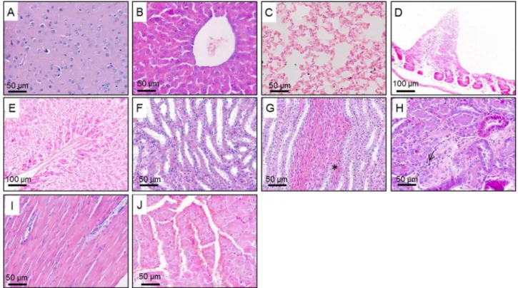 Fig. 2. Photomicrographs of histological sections from di ﬀ erent organs of Swiss mice treated with the aqueous extract of Campomanesia velutina leaves and branches