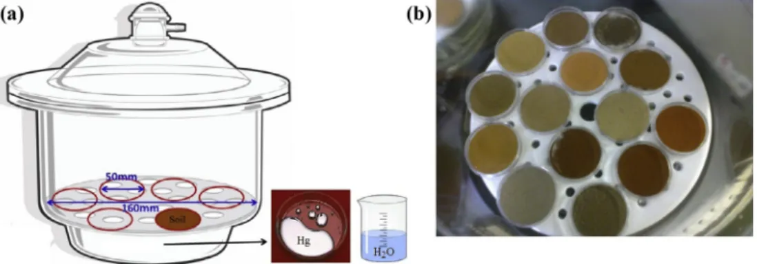 Fig. 1. Incubation soil scheme with mercury vapor: (a) arrangement of the samples, mercury and water in the desiccator