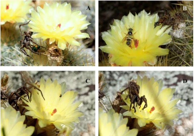 Figura 10. Predação por aranha (Hognacf (Lycosidae)) em flores de Parodia scopa. (A)  Aranha  predando  fêmea  de  Halictidae;  (B)  Casal  de  Arhysosage  cactorum  e  aranha  predando abelha na mesma flor; (C-D) Sequência de aranha em flor, na primeira a