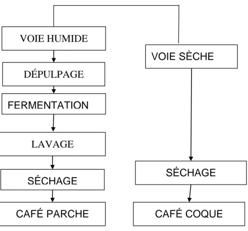 Figure  3: Schema première transformation du café voie humide, voie sèche 