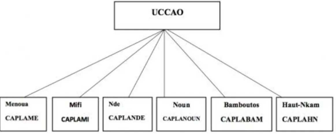 Figure  4  : démembrements de l’UCCAO Source: Jiotsa et al ,2015              II.2-L’organisation des coopératives après l’indépendance 