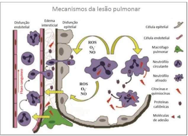 Figura 9: Mecanismos da lesão pulmonar. Fonte: Adaptado de Chung-Wai Chow, (2003). 