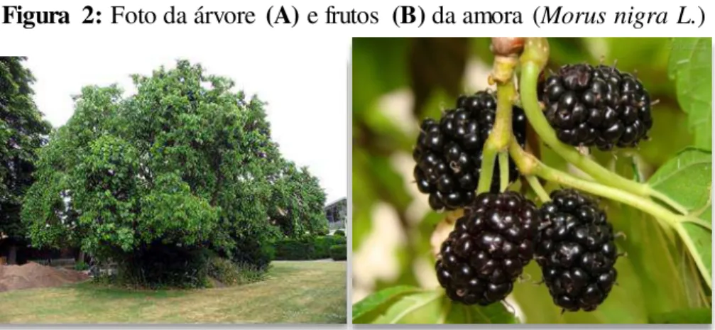 Figura  2:  Foto da árvore  (A)  e frutos  (B) da amora  (Morus nigra L.)
