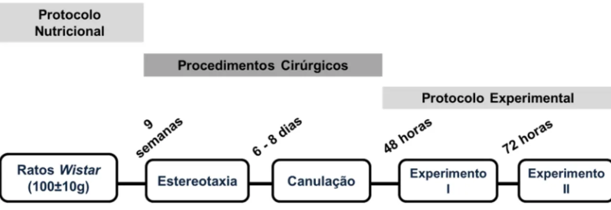 Figura 3: Delineamento experimental das microinjeções. Protocolo nutricional, procedimentos cirúrgicos e  protocolo experimental