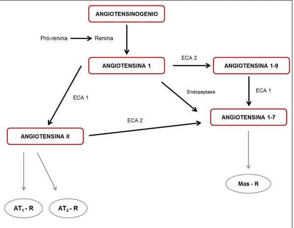 Figura 2: Mecanismo simplificado de formação de ANG II, ANG 1-9 e ANG  1-7 no sistema renina-angiotensina