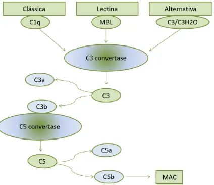 Figura  3  –  Ativação  do  sistema  de  complemento  pelas  três  vias  diferentes:  clássica,  da  lectina  e  alternativa