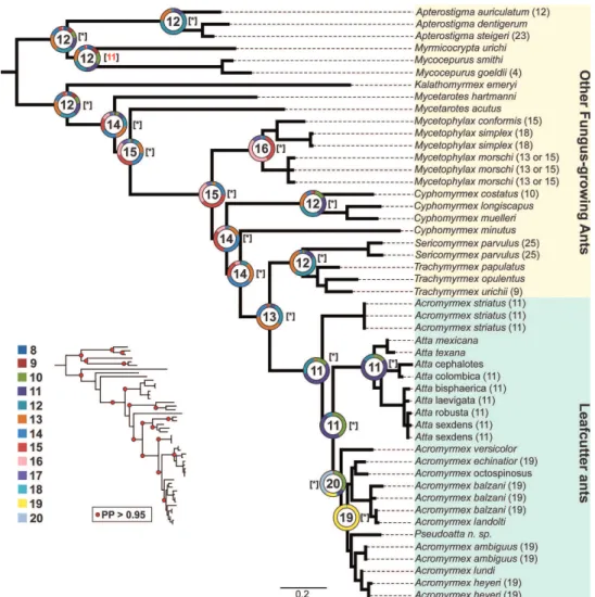 Figure 2. Ancestral haploid chromosome state reconstruction inferred under Bayesian Inference and  Maximum Likelihood methods