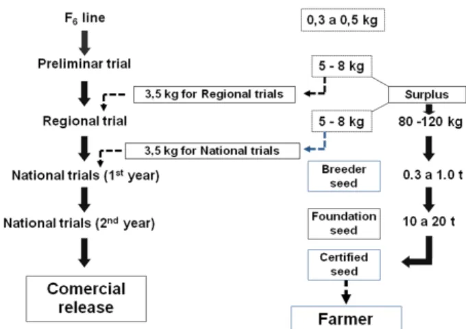 Figure 1. Flowchart of the seed production and yield tests of lines devel- devel-oped in the UFRGS oat breeding program.